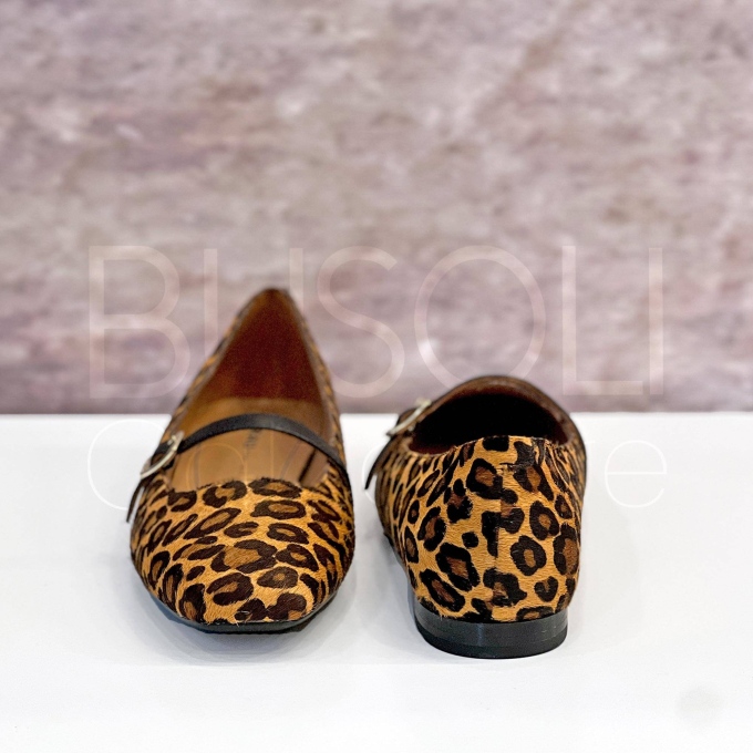 Ballerina flat maculata